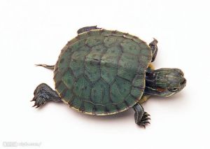 海龟和乌龟有什么区别 甲鱼和乌龟有什么区别
