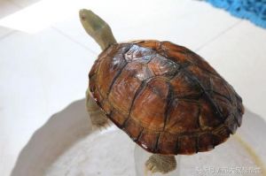 乌龟腐皮腐甲干养能自愈 乌龟得了腐皮最有效的办法