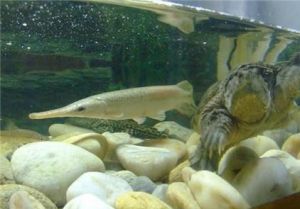 黄耳龟能和鱼混养吗 黄耳龟寿命