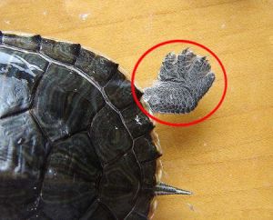乌龟脱皮和腐皮的区别 乌龟身上有白色絮状物