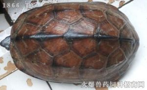乌龟轻微腐皮和严重腐皮怎么区别 乌龟腐皮怎么办