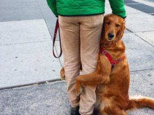 狗抱着人腿使劲蹭 狗抱着人腿使劲是为什么