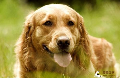 狗狗中暑的症状及治疗方法 狗狗中暑一般多久恢复