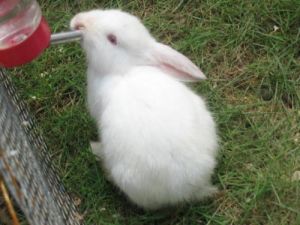 小兔子喝水吗 兔子洗了澡会死吗