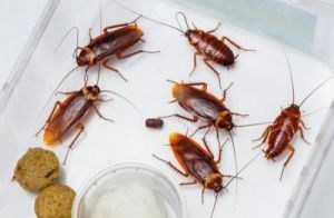 用什么驱赶蟑螂 蟑螂怕樟脑丸的气味吗