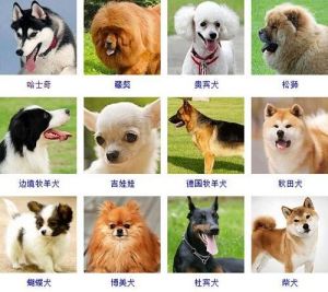 宠物狗名字 2019招财又吉利的狗名字