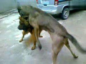 狗打架视频咬死斗狗 世界最凶猛斗狗视频