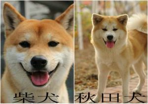 柴犬和秋天犬是一个品种吗 柴犬和田园犬