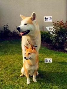 秋田和柴犬是一个品种吗 柴犬承认你是主人表现
