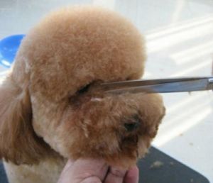 给泰迪剪毛步骤图 泰迪犬为什么要断尾巴
