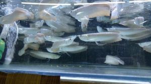 热带鱼银龙鱼水温及饲养 银龙鱼适合的水温