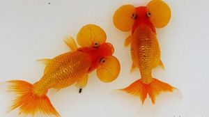 金鱼为什么都沉底下 金鱼喜欢沉底