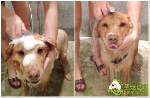 狗狗拆线后多久能洗澡 狗狗生产完一周为什么不能洗澡