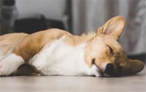 狗睡觉抽搐 狗缺钙的症状