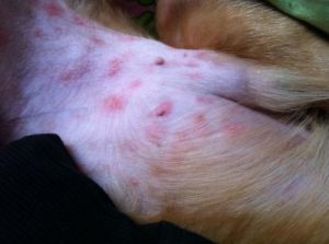 狗感染寄生虫的十个症状 狗瘟症状