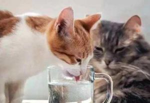 十个方法让猫咪多喝水 猫粮可以加水吗
