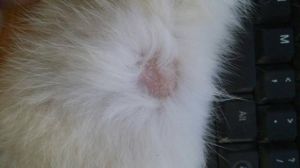 猫得猫藓怎么办 猫毛囊炎和猫藓的差别