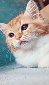 猫发出呼噜呼噜的声音 幼猫喉咙一直咕噜咕噜原因