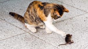 猫是捉老鼠的能手 猫怎样捉老鼠