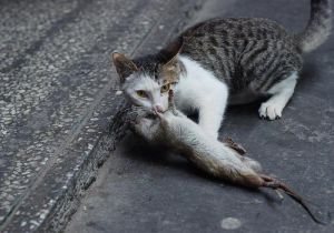 猫喜欢捉老鼠因为老鼠身体有 猫捉老鼠中老鼠叫