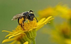 被蜜蜂叮了如何快速消肿止痛 蜜蜂蛰了怎么办