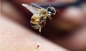 蜜蜂蛰消肿的最快方法 被蜜蜂蛰了第二天越来越肿