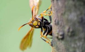 黄蜂蛰消肿的最快方法 被马蜂蛰了可以冰敷吗