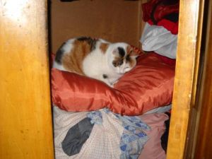 怎么诱导猫咪进入猫窝睡觉 幼猫晚上不盖毯子没事吧