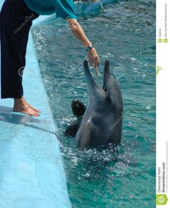 海豚听得懂人话吗 海豚为什么喜欢人类