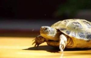 乌龟长寿的秘诀是什么 乌龟能活多久最长寿的