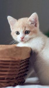小猫猫可爱卖萌大图 可爱猫咪