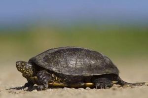 乌龟为何长寿 乌龟的寿命