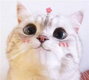 猫猫小可爱 可爱猫猫表情包