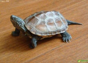 乌龟的寿命 动物寿命100排名