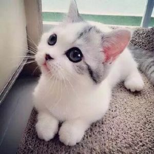 最萌最可爱的小奶猫 可爱小奶猫
