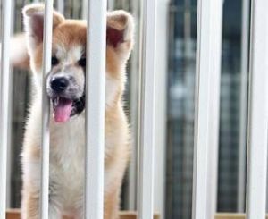狗狗长期关在笼子的危害 狗狗关在笼子里一直哼哼唧唧叫