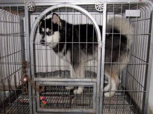 关笼子和放养的狗区别 幼犬关在笼子里老是叫