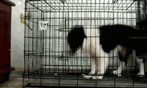 狗狗长时间关笼子 狗狗经常关笼子里好吗