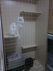 猫可以放笼子里养吗 猫可以长期养在笼子里吗