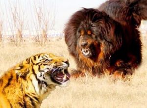 东北虎干掉12只藏獒 饥饿的东北虎猎杀狮子