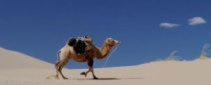 骆驼为什么能在沙漠中行走 骆驼为什么能在沙漠中生存下来呢