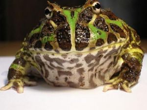 角蛙可以一对一起养吗 椰土养角蛙
