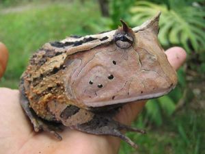 亚马逊角蛙 巴西角蛙