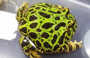 角蛙能不能用椰土养 绿角蛙怎么养