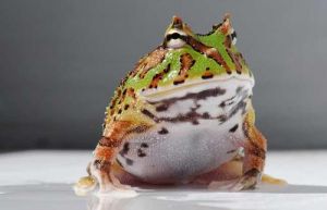 养角蛙冬天需要注意什么 角蛙认主人吗