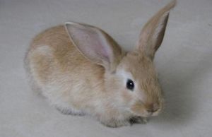 金吉拉兔饲养方法 家兔养殖