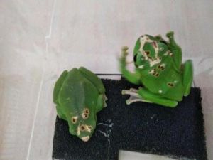1-3厘米角蛙几天喂一次 角蛙怎么开食