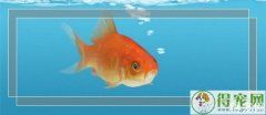 观赏鱼绒状病的症状表现 鱼缸养鱼数量的讲究7条8条9条