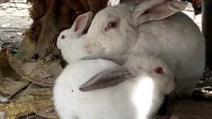 母兔子多久发一次情 兔子一窝生几个