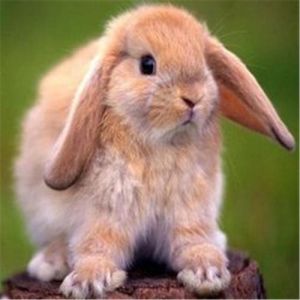 垂耳兔兔子发期情 兔子养多久才会认主人